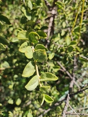 Vangueria parvifolia
