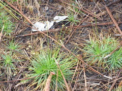 Syngonanthus flavidulus