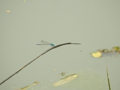 Pseudagrion microcephalum
