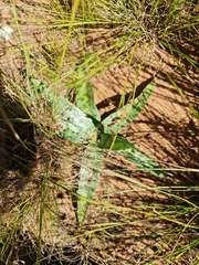 Ledebouria luteola