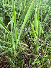 Hemistigma albipunctum