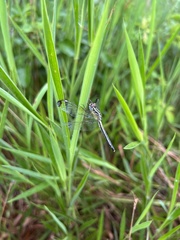 Hemistigma albipunctum