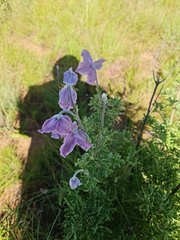 Clematis villosa