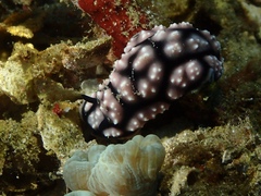 Phyllidiella