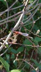 Xanthagrion
