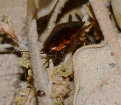 Loboptera decipiens
