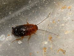 Loboptera decipiens