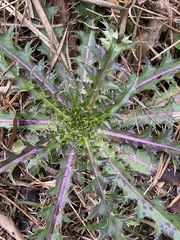 Cirsium horridulum vittatum