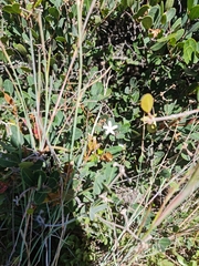 Ancylobothrys capensis