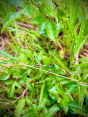 Hemistigma albipunctum