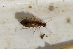 Dromius angustus