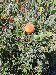 Ancylobothrys capensis