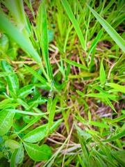 Hemistigma albipunctum