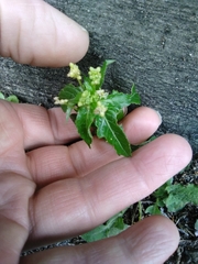 Mercurialis annua