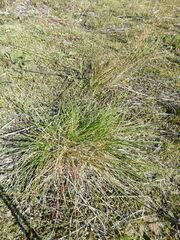 Festuca ovina