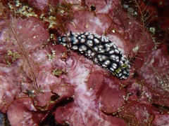 Phyllidiella