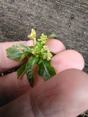 Mercurialis annua