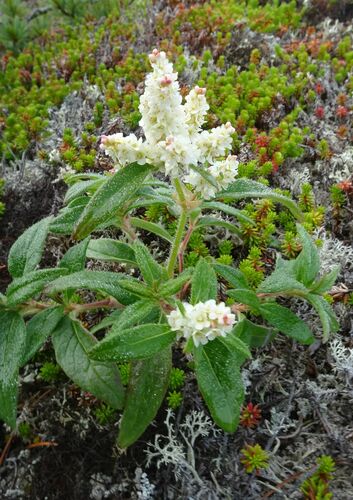 Aconogonon ajanense iNat (1)