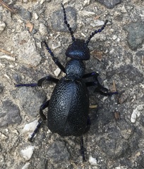 Meloe proscarabaeus