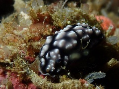 Phyllidiella