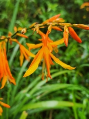 Crocosmia aurea