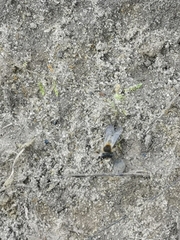 Andrena haemorrhoa