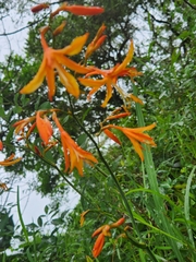 Crocosmia aurea