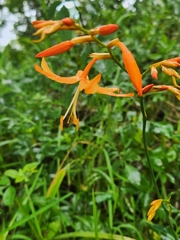 Crocosmia aurea