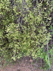 Galium angustifolium