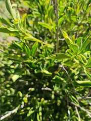 Afrocanthium mundianum