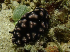 Phyllidiella