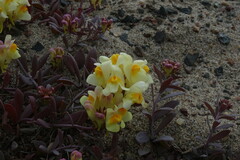 Linaria japonica