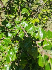 Ziziphus mucronata