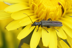 Oedemera virescens