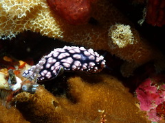 Phyllidiella