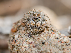 Yllenus turkestanicus