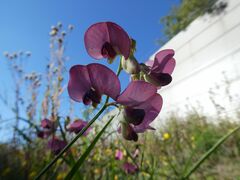 Lathyrus sylvestris