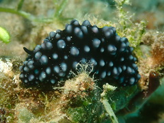 Phyllidiella