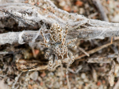 Yllenus turkestanicus