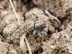 Yllenus turkestanicus