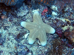 Choriaster granulatus