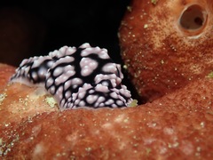 Phyllidiella