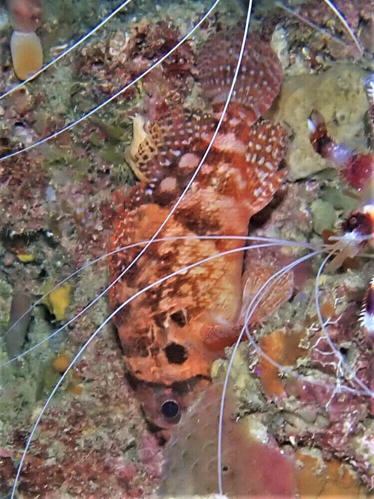 Steene's scorpionfish (Scorpaenodes steenei) — Scorpaenidae