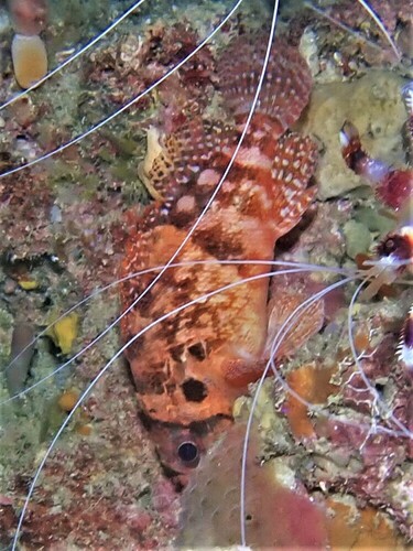 Steene's scorpionfish (Scorpaenodes steenei) — Scorpaenidae