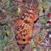 Scorpaenodes steenei - Photo (c) J. Martin Crossley, algunos derechos reservados (CC BY-NC-SA), subido por J. Martin Crossley