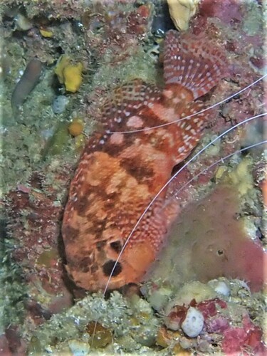 Steene's scorpionfish (Scorpaenodes steenei) — Scorpaenidae — 4