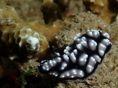 Phyllidiella