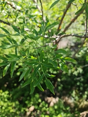 Heteromorpha arborescens