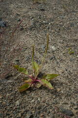 Plantago depressa
