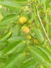 Sclerocroton